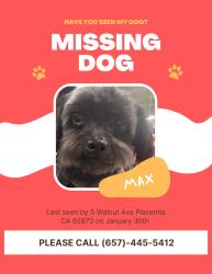 Lost Male Dog last seen W Chapman Ave , Placentia, CA 92870