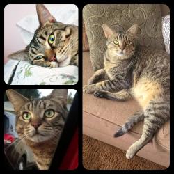Lost Male Cat last seen Near N 58th Ave, Glendale, AZ 85301