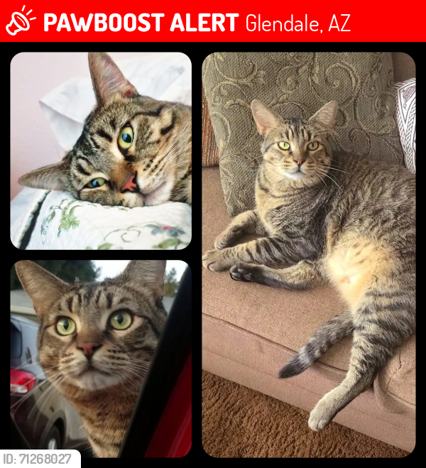 Lost Male Cat last seen Near N 58th Ave, Glendale, AZ 85301
