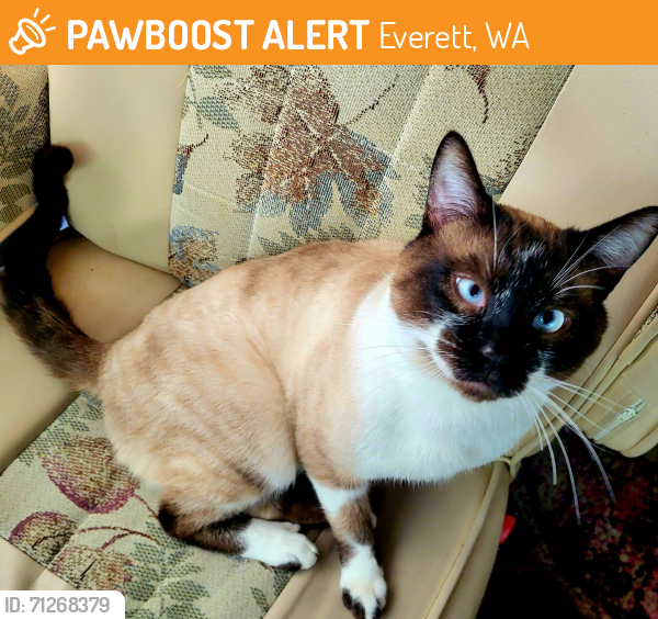 Wa Rav Cat Everett, WA Stray Male Cat Found Near Between 112th and 128th/Airport ...