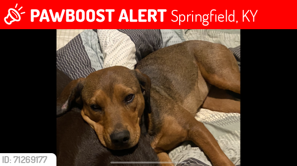 Lost Female Dog last seen walker lane, Springfield, KY 40069