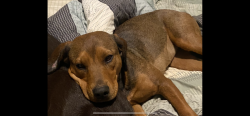 Lost Female Dog last seen walker lane, Springfield, KY 40069