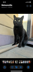 Lost Male Cat last seen Houston & JulieAnn, Visalia, CA 93291
