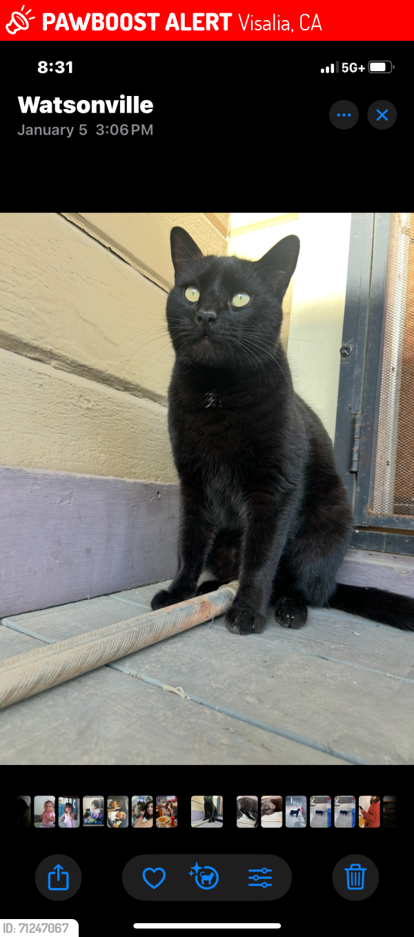 Lost Male Cat last seen Houston & JulieAnn, Visalia, CA 93291