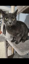 Lost Female Cat last seen Academy, Royalton Apts 76108, Fort Worth, TX 76108