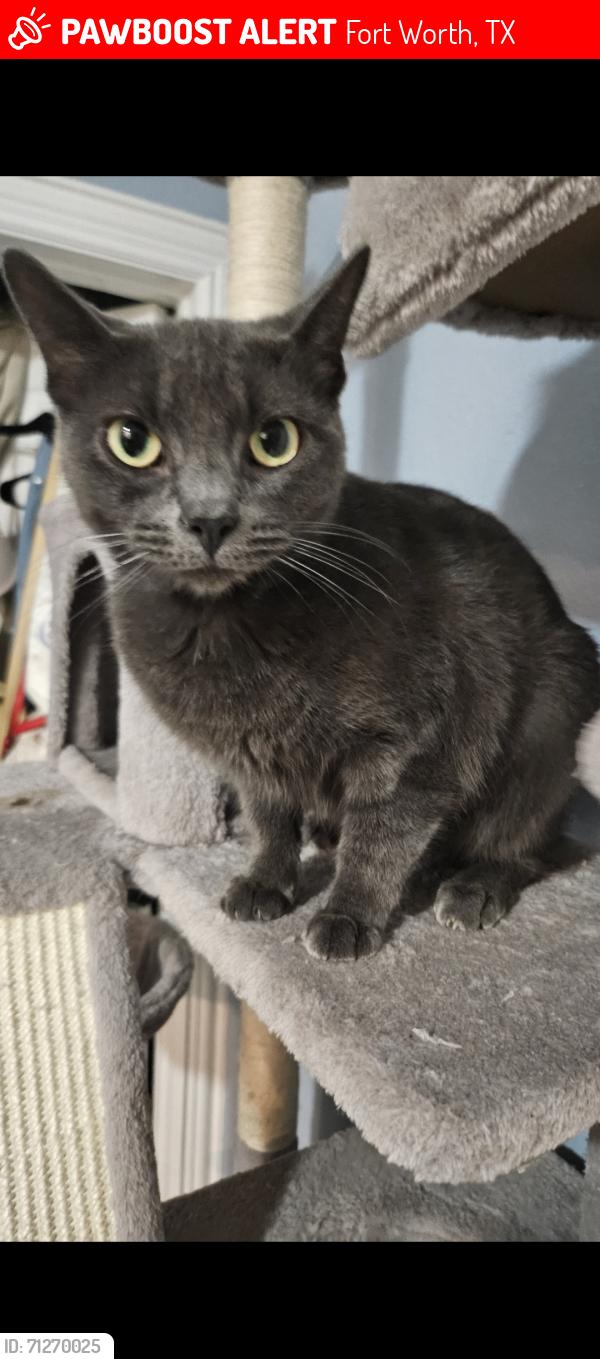 Lost Female Cat last seen Academy, Royalton Apts 76108, Fort Worth, TX 76108