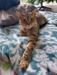 Lost Male Cat last seen Carriage Blvd @ Bamberger Way, San Antonio, TX 78249