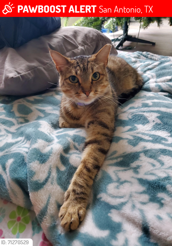 Lost Male Cat last seen Carriage Blvd @ Bamberger Way, San Antonio, TX 78249