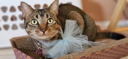 Lost Female Cat last seen Forest Heights & Forest Dawn Way, Houston, TX 77095