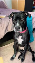 Lost Female Dog last seen Baker street , Atlanta, GA 30313