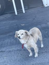 Reunited Unknown Dog last seen Elliot and Durfee, El Monte, CA 91732
