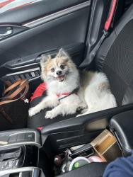 Reunited Male Dog last seen Near brandywine rd , West Palm Beach, FL 33409