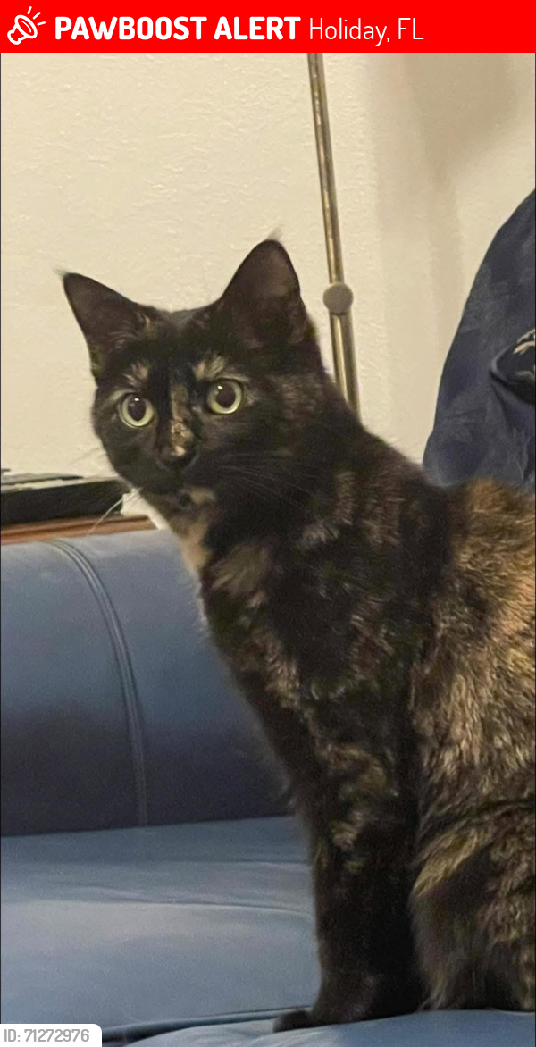 Lost Female Cat last seen Gulf Trace & Key Vista, Holiday, FL 34691