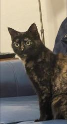 Lost Female Cat last seen Gulf Trace & Key Vista, Holiday, FL 34691