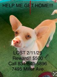 Lost Female Dog last seen 4th Street Gilroy Ca, Gilroy, CA 95020