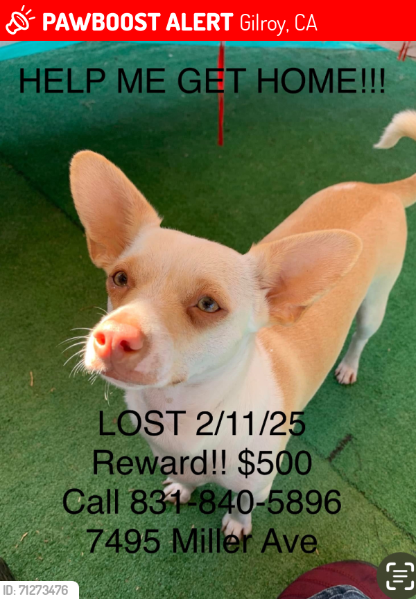 Lost Female Dog last seen 4th Street Gilroy Ca, Gilroy, CA 95020