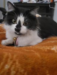 Lost Female Cat last seen Orange and Alamitos , Long Beach, CA 90813