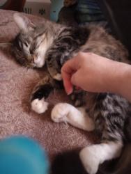 Lost Female Cat last seen E barck, Luverne, MN 56156