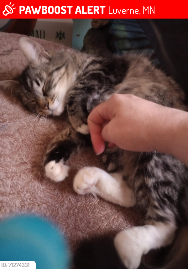 Lost Female Cat last seen E barck, Luverne, MN 56156