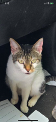 Lost Female Cat last seen Gregory St near Walmart , Jacksonville, AR 72076