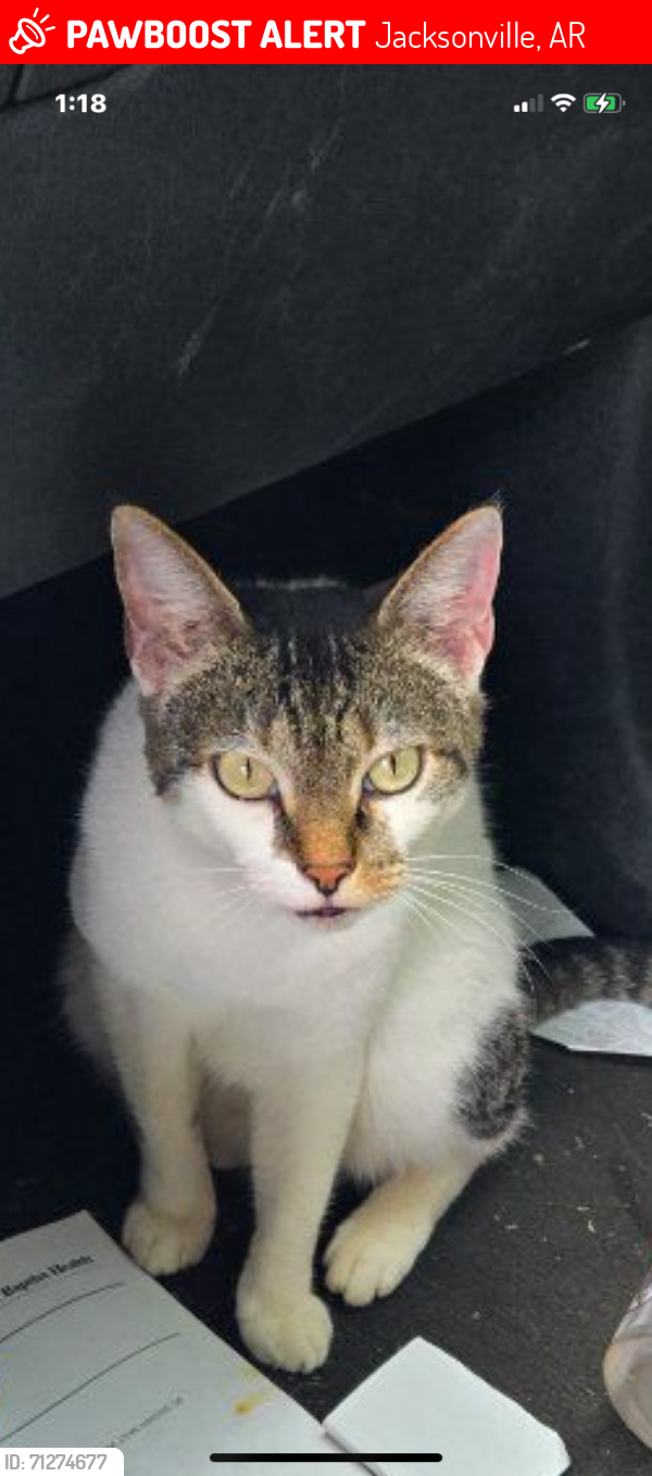 Lost Female Cat last seen Gregory St near Walmart , Jacksonville, AR 72076
