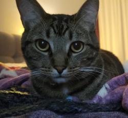 Lost Male Cat last seen Broadway, El Cajon, CA 92021