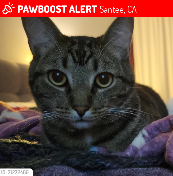 Lost Male Cat last seen Broadway, El Cajon, CA 92021
