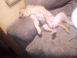 Lost Male Dog last seen Mistletoe, Belton, TX 76513