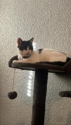 Reunited Male Cat last seen Lancaster and Beach, Fort Worth, TX 76103