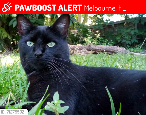 Lost Female Cat last seen bossieux blvd, henry ave, minton, Melbourne, FL 32901