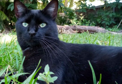 Lost Female Cat last seen bossieux blvd, henry ave, minton, Melbourne, FL 32901