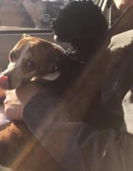 Lost Male Dog last seen E. 335 Road, Chelsea, OK , Rogers County, OK 74016