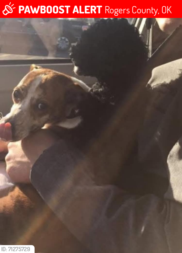 Lost Male Dog last seen E. 335 Road, Chelsea, OK , Rogers County, OK 74016