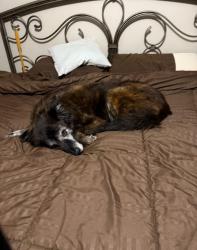 Lost Female Dog last seen Ault Rd & Rutledge Pike, Knoxville, TN 37914