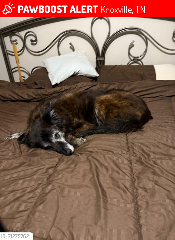 Lost Female Dog last seen Ault Rd & Rutledge Pike, Knoxville, TN 37914