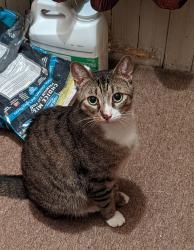 Lost Male Cat last seen Langdon St & Morris St, City of Orange, NJ 07050