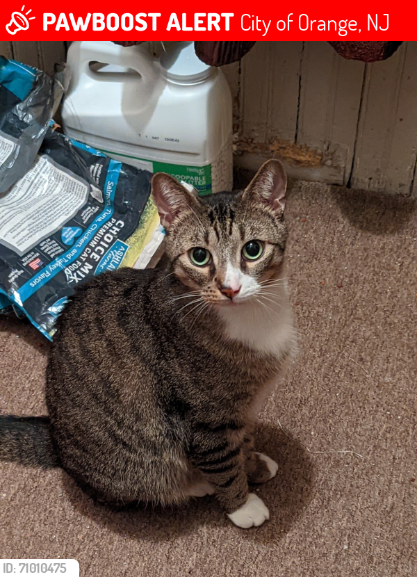 Lost Male Cat last seen Langdon St & Morris St, City of Orange, NJ 07050