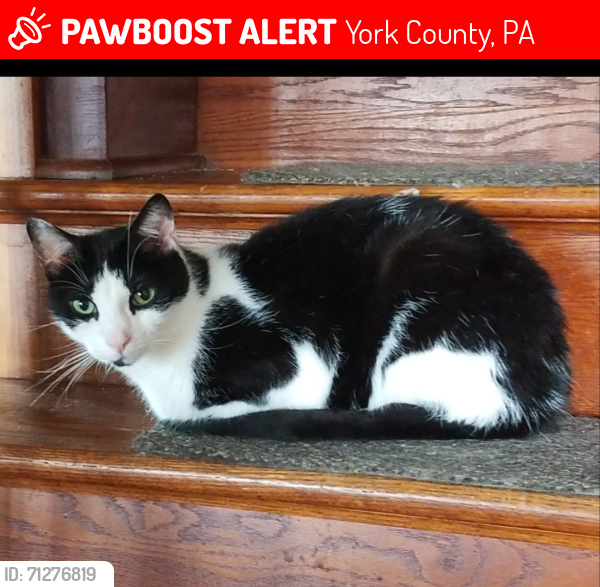 Lost Male Cat last seen Richmond rd, Wrightsville , York County, PA 17317