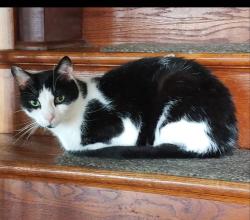 Lost Male Cat last seen Richmond rd, Wrightsville , York County, PA 17317