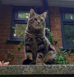 Lost Male Cat last seen Gorsey Lane, Mawdesley, England L40 3TF