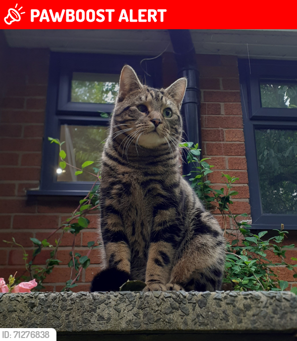 Lost Male Cat last seen Gorsey Lane, Mawdesley, England L40 3TF