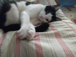 Lost Male Cat last seen Fanshawe and Bingham street, Philadelphia, PA 19111