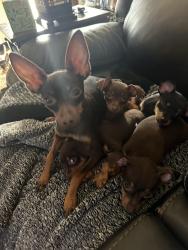 Lost Female Dog last seen 70th E Ct & 74th st. , Tulsa, OK 74133