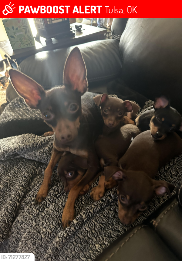 Lost Female Dog last seen 70th E Ct & 74th st. , Tulsa, OK 74133