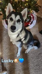 Lost Male Dog last seen Crosby Park, Crosby, TX 77532