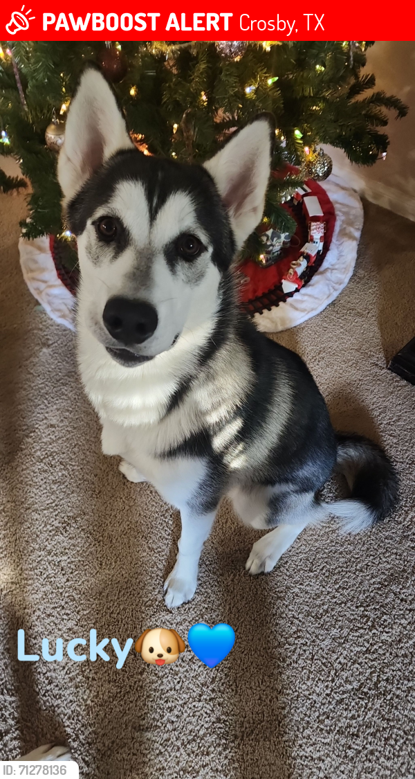 Lost Male Dog last seen Crosby Park, Crosby, TX 77532