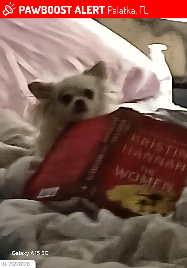 Lost Female Dog last seen Eagerton and Wildcat Trl, Palatka, FL 32177