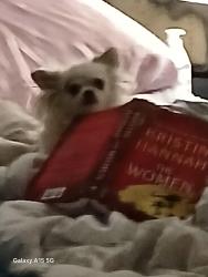 Lost Female Dog last seen Eagerton and Wildcat Trl, Palatka, FL 32177