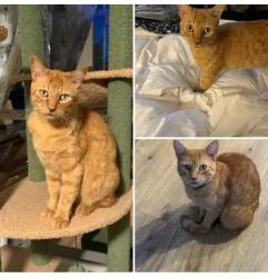 Lost Male Cat last seen Indian Creek Drive, Georgetown, TX 78626