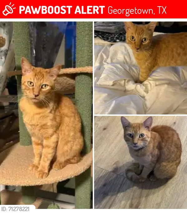 Lost Male Cat last seen Indian Creek Drive, Georgetown, TX 78626
